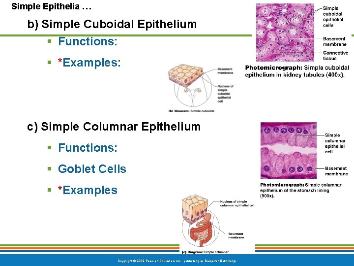 Simple Epithelia … b) Simple Cuboidal Epithelium § Functions: § *Examples: c) Simple Columnar