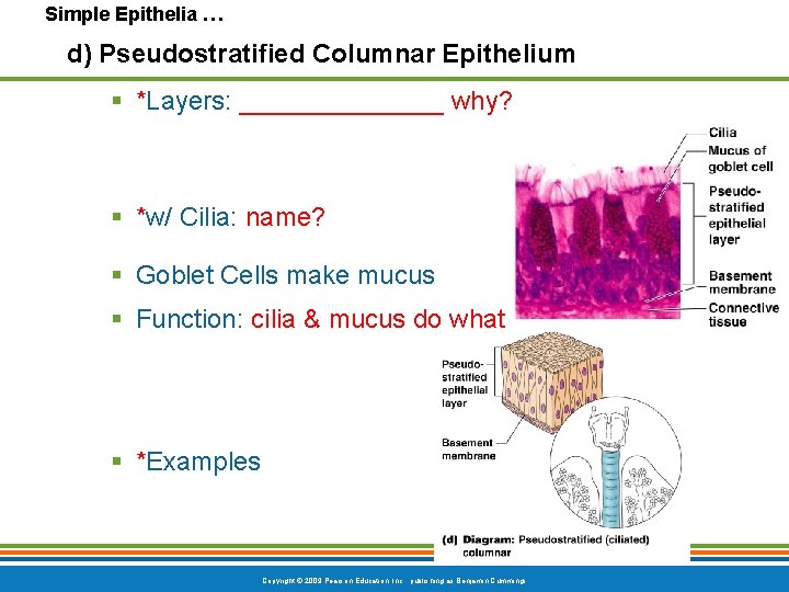 Simple Epithelia … d) Pseudostratified Columnar Epithelium § *Layers: _______ why? § *w/ Cilia: