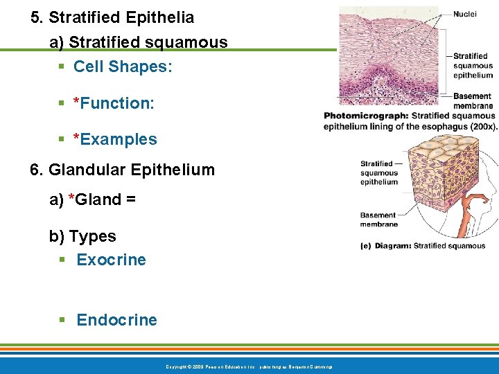 5. Stratified Epithelia a) Stratified squamous § Cell Shapes: § *Function: § *Examples 6.