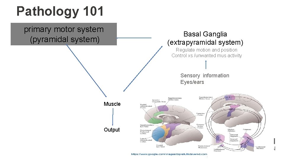 Pathology 101 primary motor system (pyramidal system) Basal Ganglia (extrapyramidal system) Regulate motion and
