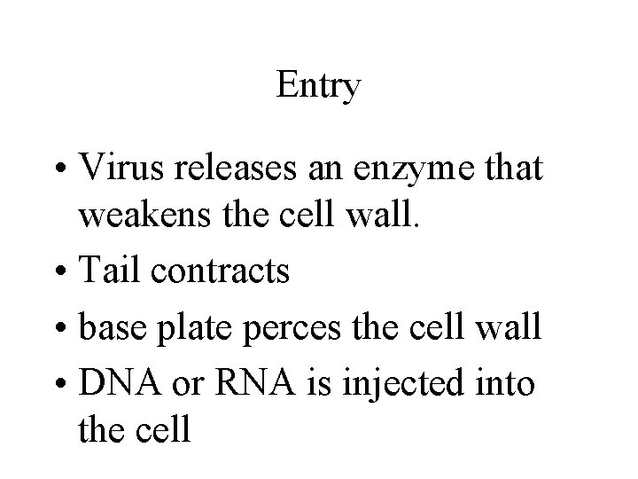 Entry • Virus releases an enzyme that weakens the cell wall. • Tail contracts