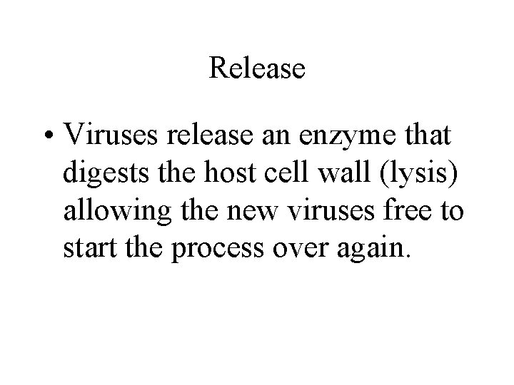 Release • Viruses release an enzyme that digests the host cell wall (lysis) allowing