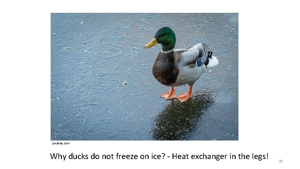 pixabay. com Why ducks do not freeze on ice? - Heat exchanger in the