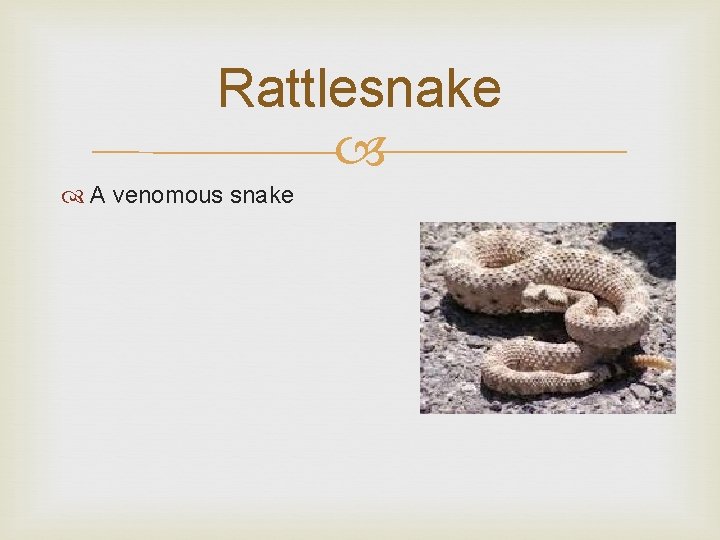 Rattlesnake A venomous snake 