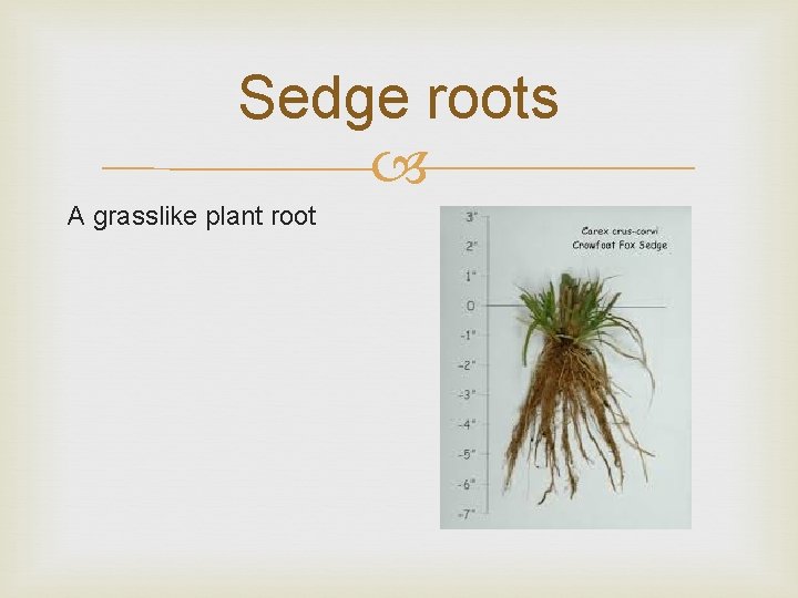 Sedge roots A grasslike plant root 