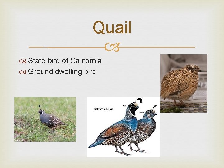 Quail State bird of California Ground dwelling bird 