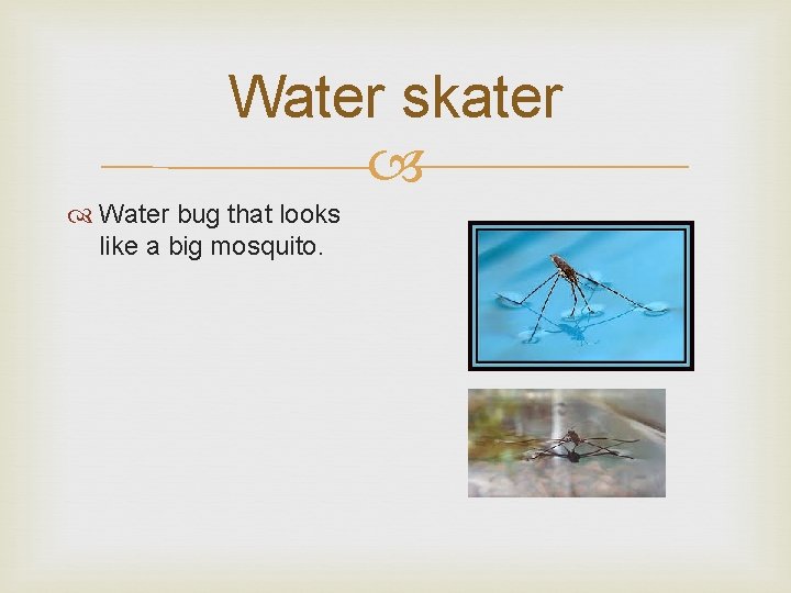 Water skater Water bug that looks like a big mosquito. 