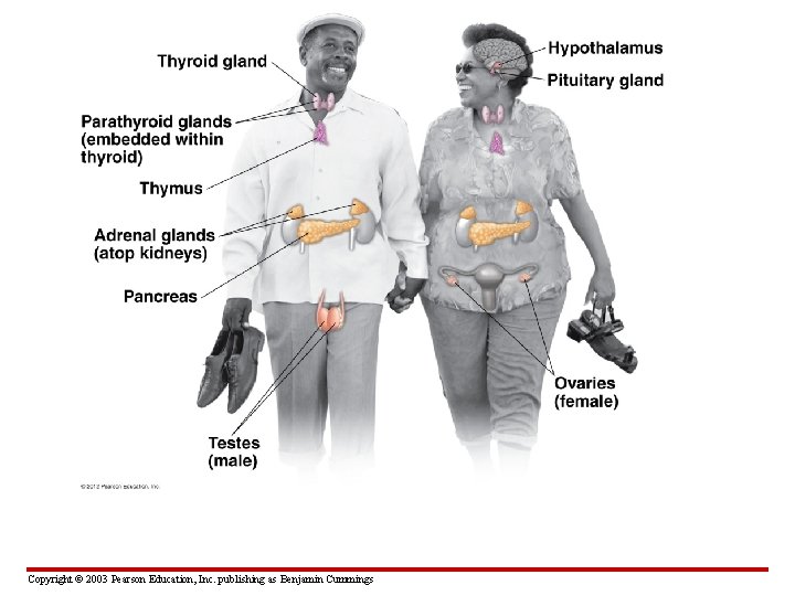 Copyright © 2003 Pearson Education, Inc. publishing as Benjamin Cummings 