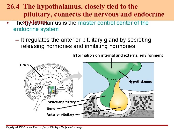 26. 4 The hypothalamus, closely tied to the pituitary, connects the nervous and endocrine