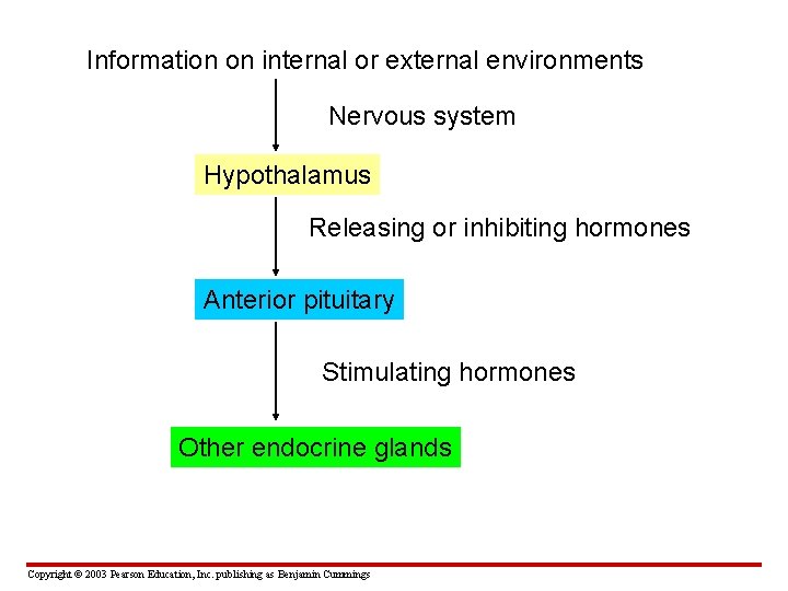 Information on internal or external environments Nervous system Hypothalamus Releasing or inhibiting hormones Anterior