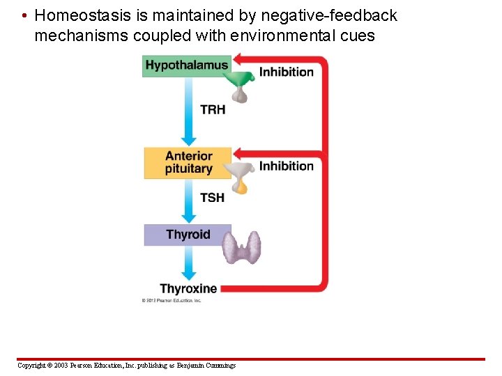  • Homeostasis is maintained by negative-feedback mechanisms coupled with environmental cues Copyright ©