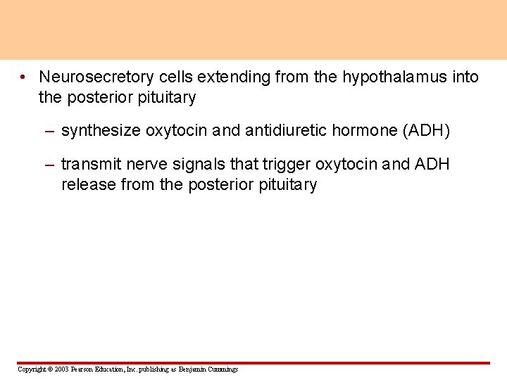  • Neurosecretory cells extending from the hypothalamus into the posterior pituitary – synthesize