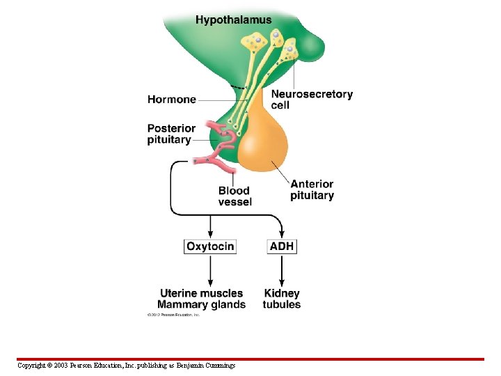 Copyright © 2003 Pearson Education, Inc. publishing as Benjamin Cummings 