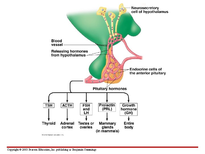Copyright © 2003 Pearson Education, Inc. publishing as Benjamin Cummings 