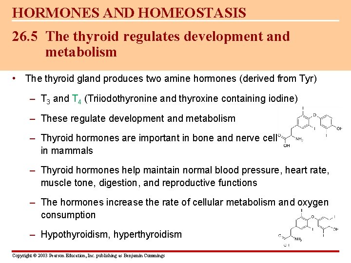 HORMONES AND HOMEOSTASIS 26. 5 The thyroid regulates development and metabolism • The thyroid