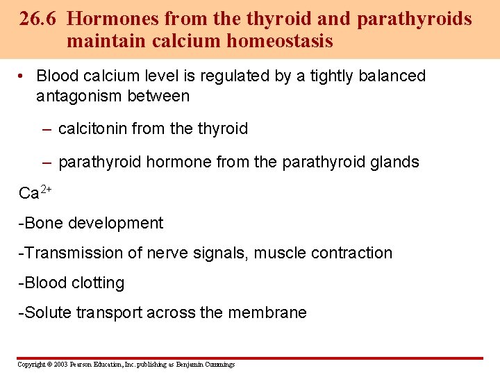26. 6 Hormones from the thyroid and parathyroids maintain calcium homeostasis • Blood calcium