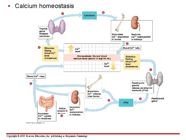  • Calcium homeostasis Copyright © 2003 Pearson Education, Inc. publishing as Benjamin Cummings