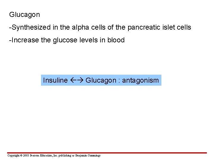 Glucagon -Synthesized in the alpha cells of the pancreatic islet cells -Increase the glucose