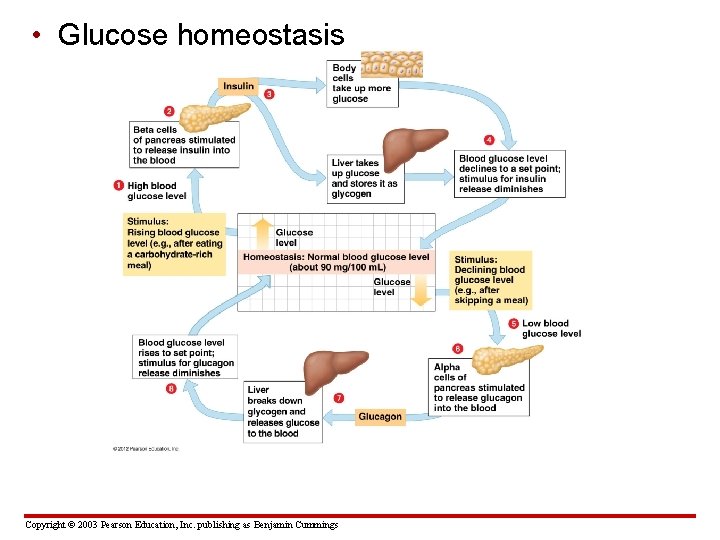  • Glucose homeostasis Copyright © 2003 Pearson Education, Inc. publishing as Benjamin Cummings