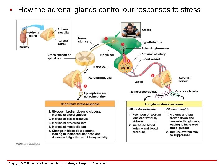  • How the adrenal glands control our responses to stress Copyright © 2003