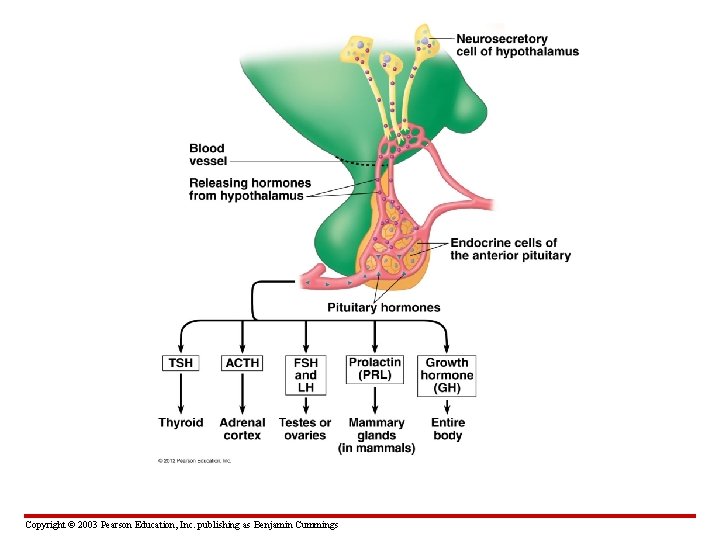 Copyright © 2003 Pearson Education, Inc. publishing as Benjamin Cummings 