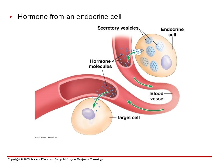  • Hormone from an endocrine cell Copyright © 2003 Pearson Education, Inc. publishing