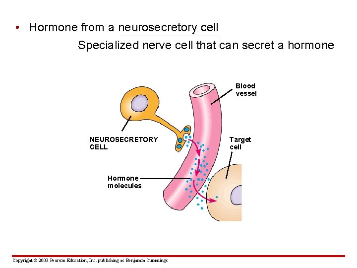  • Hormone from a neurosecretory cell Specialized nerve cell that can secret a