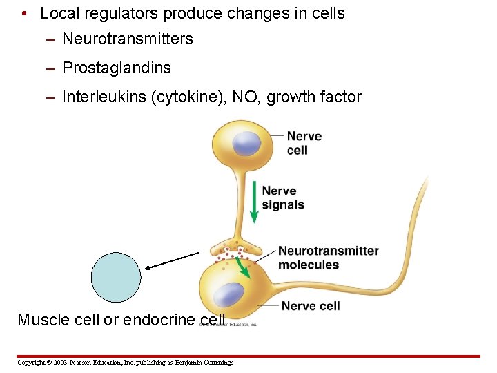  • Local regulators produce changes in cells – Neurotransmitters – Prostaglandins – Interleukins