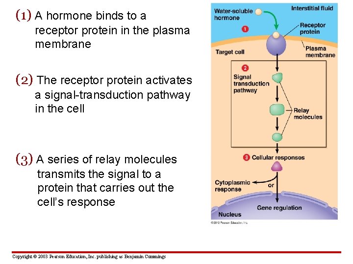 (1) A hormone binds to a receptor protein in the plasma membrane (2) The