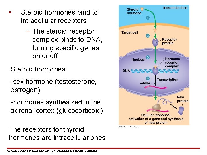  • Steroid hormones bind to intracellular receptors – The steroid-receptor complex binds to