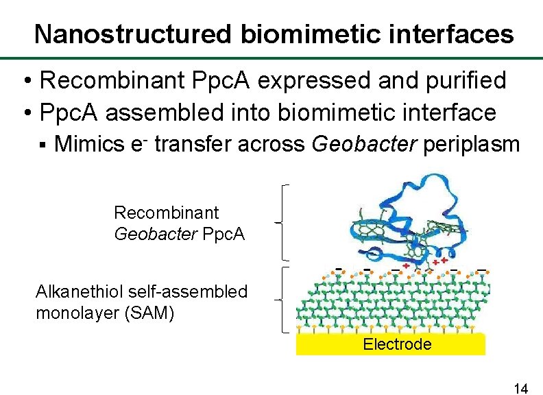 Nanostructured biomimetic interfaces • Recombinant Ppc. A expressed and purified • Ppc. A assembled