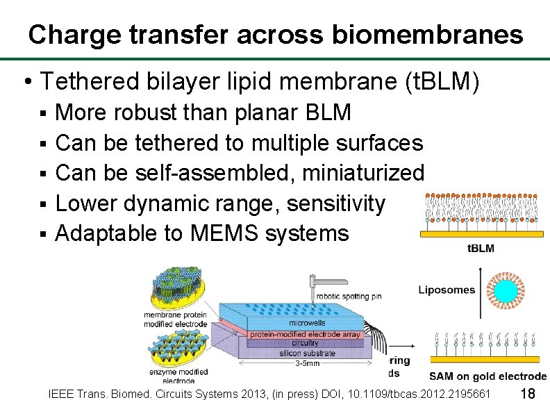 Charge transfer across biomembranes • Tethered bilayer lipid membrane (t. BLM) § § §