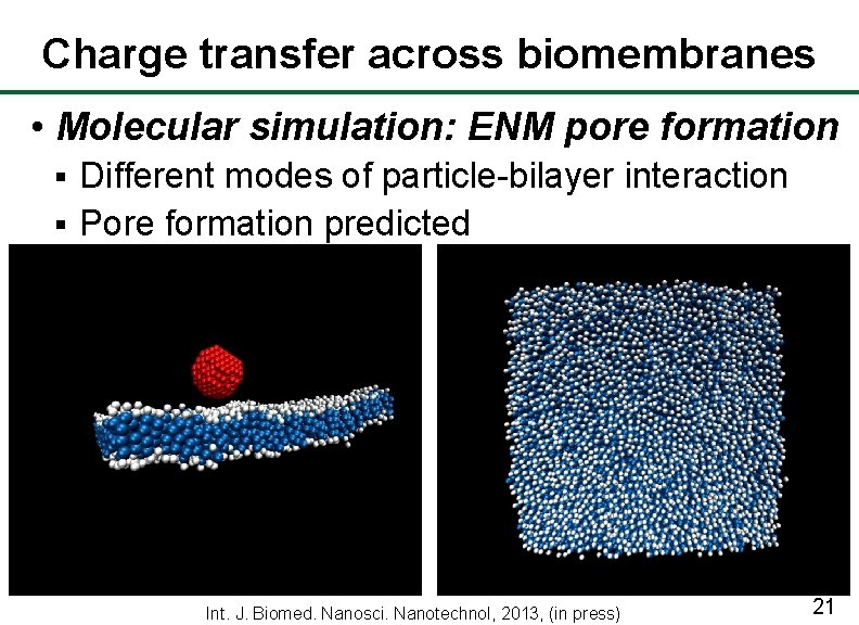 Charge transfer across biomembranes • Molecular simulation: ENM pore formation Different modes of particle-bilayer