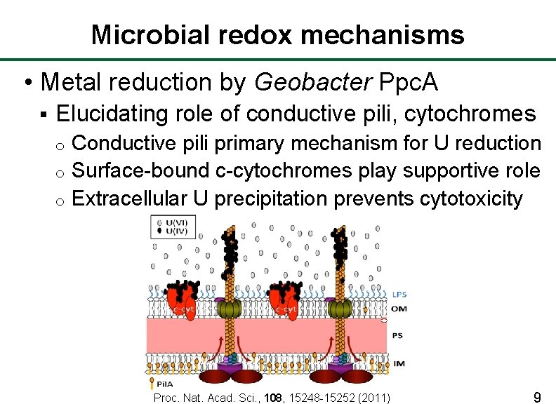 Microbial redox mechanisms • Metal reduction by Geobacter Ppc. A § Elucidating role of
