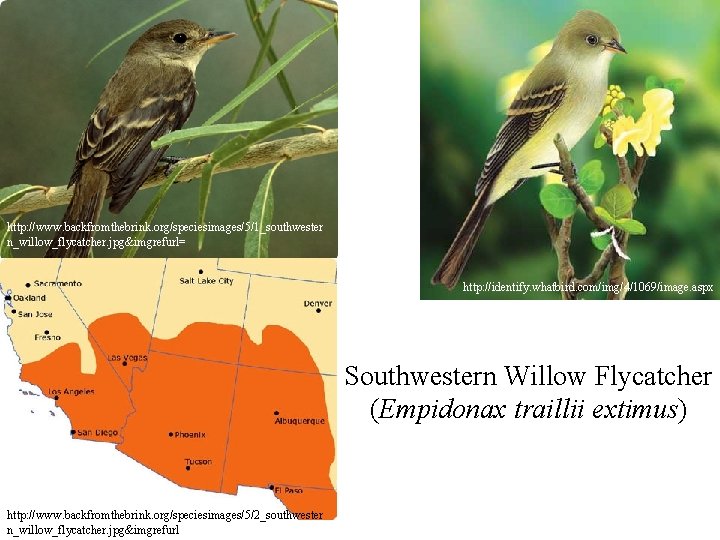 http: //www. backfromthebrink. org/speciesimages/5/1_southwester n_willow_flycatcher. jpg&imgrefurl= http: //identify. whatbird. com/img/4/1069/image. aspx Southwestern Willow Flycatcher