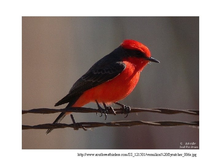 http: //www. southwestbirders. com/SS_121501/vermilion%20 flycatcher_006 s. jpg 