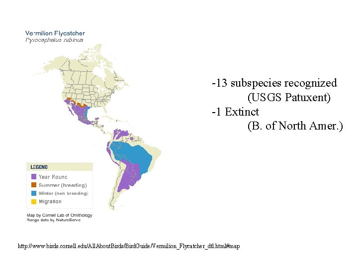 -13 subspecies recognized (USGS Patuxent) -1 Extinct (B. of North Amer. ) http: //www.