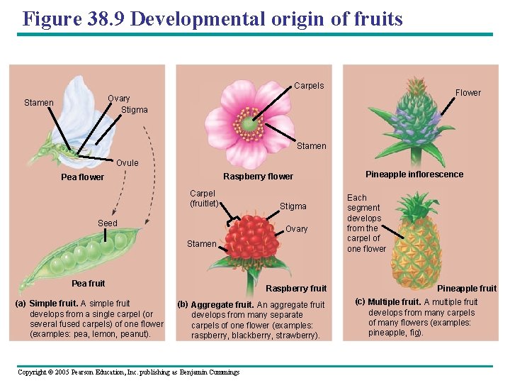Figure 38. 9 Developmental origin of fruits Carpels Flower Ovary Stigma Stamen Ovule Raspberry