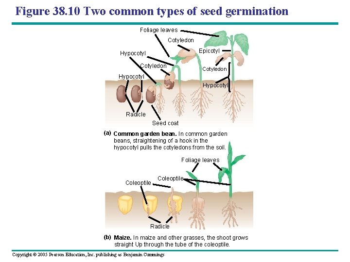 Figure 38. 10 Two common types of seed germination Foliage leaves Cotyledon Epicotyl Hypocotyl