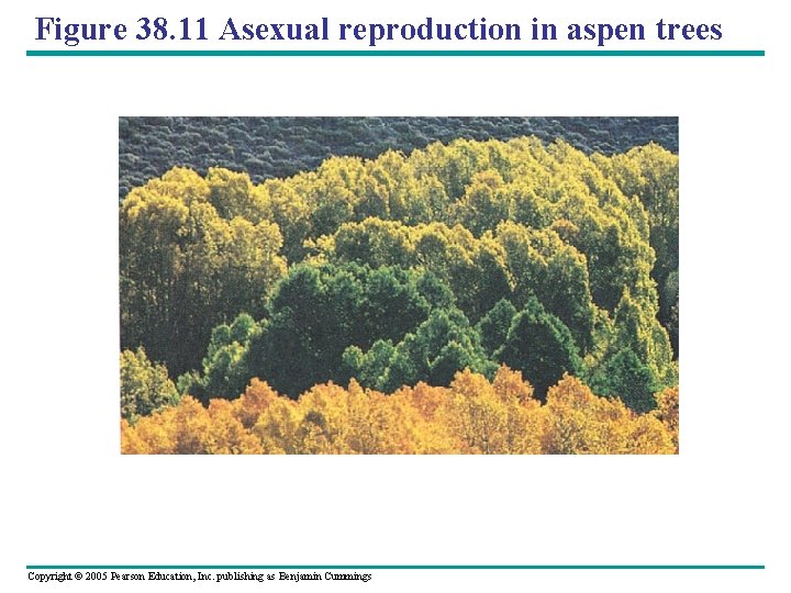 Figure 38. 11 Asexual reproduction in aspen trees Copyright © 2005 Pearson Education, Inc.