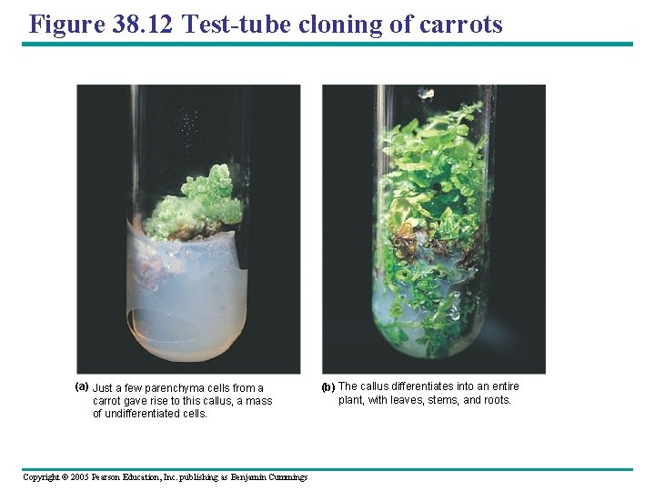 Figure 38. 12 Test-tube cloning of carrots (a) Just a few parenchyma cells from