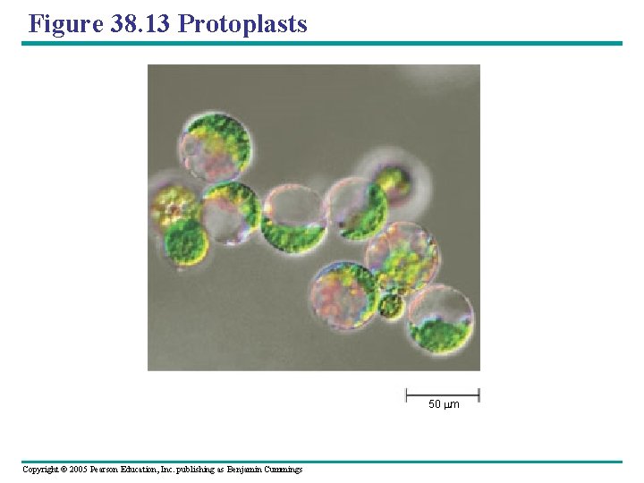 Figure 38. 13 Protoplasts 50 m Copyright © 2005 Pearson Education, Inc. publishing as