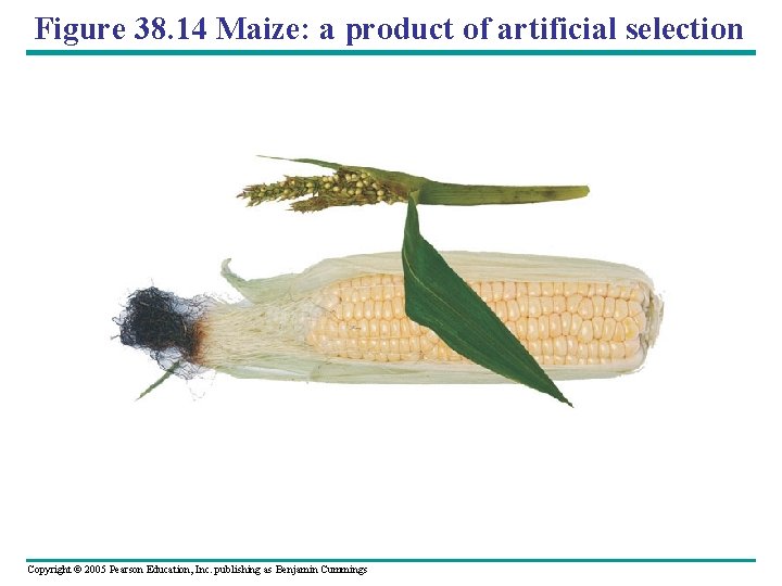 Figure 38. 14 Maize: a product of artificial selection Copyright © 2005 Pearson Education,