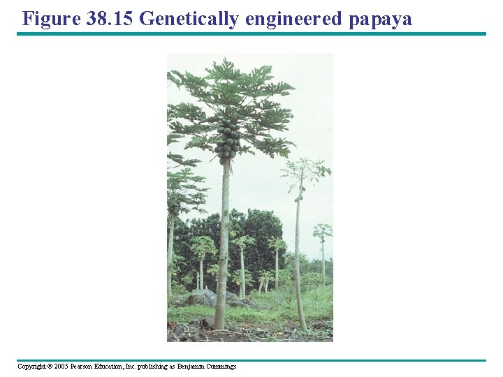 Figure 38. 15 Genetically engineered papaya Copyright © 2005 Pearson Education, Inc. publishing as