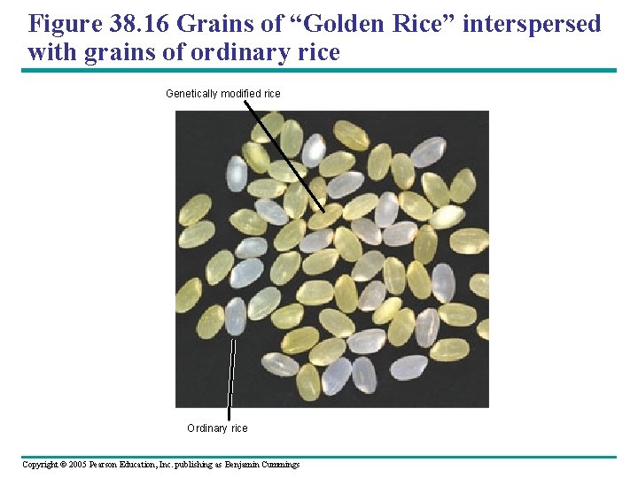 Figure 38. 16 Grains of “Golden Rice” interspersed with grains of ordinary rice Genetically