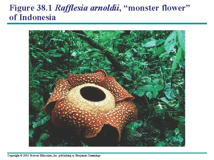 Figure 38. 1 Rafflesia arnoldii, “monster flower” of Indonesia Copyright © 2005 Pearson Education,