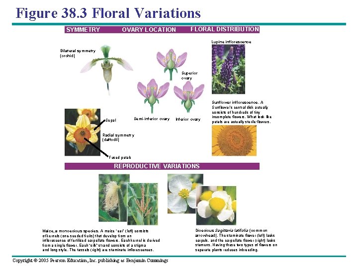 Figure 38. 3 Floral Variations SYMMETRY OVARY LOCATION FLORAL DISTRIBUTION Lupine inflorescence Bilateral symmetry