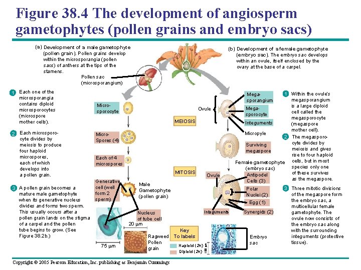 Figure 38. 4 The development of angiosperm gametophytes (pollen grains and embryo sacs) (a)
