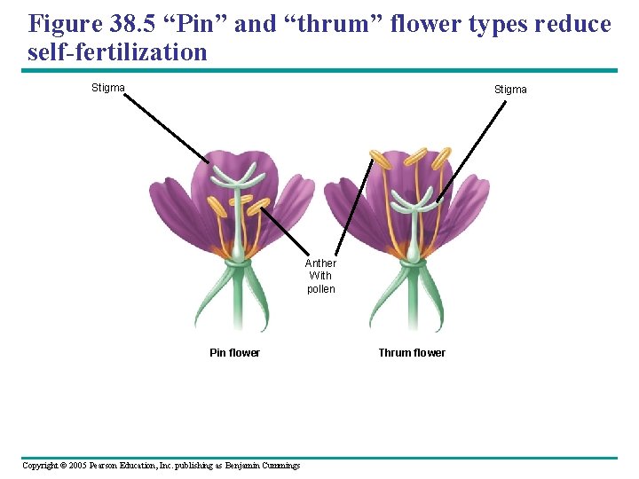 Figure 38. 5 “Pin” and “thrum” flower types reduce self-fertilization Stigma Anther With pollen