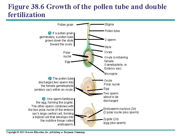 Figure 38. 6 Growth of the pollen tube and double fertilization Pollen grain 1